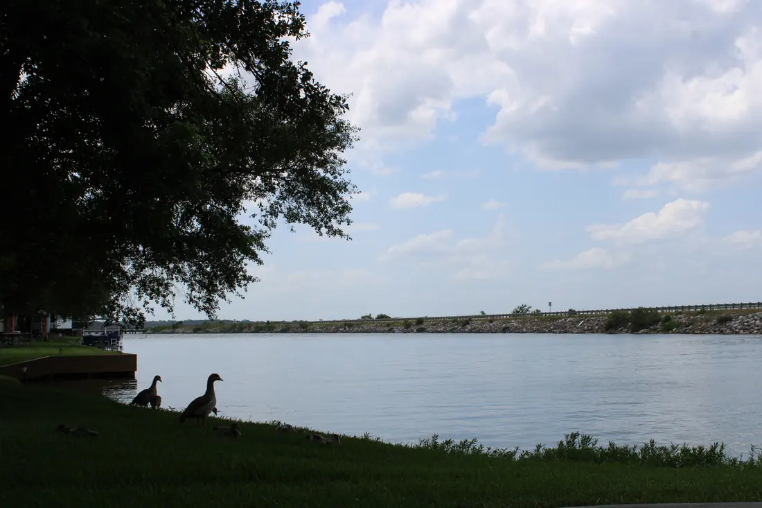 Geese on the grassy shore at golden hour